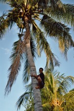 Foto Guide Madeh als Palmenkletterer